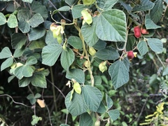 Rhynchosia volubilis