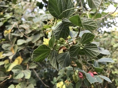 Rhynchosia volubilis