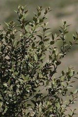 Maytenus acuminata