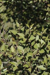 Maytenus acuminata