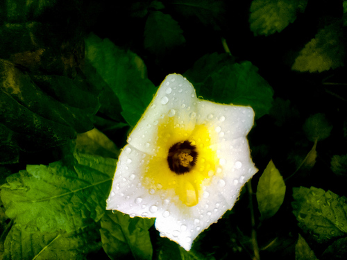 Cuban Buttercup