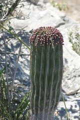 Euphorbia polygona