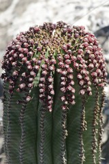 Euphorbia polygona