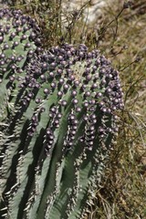 Euphorbia polygona