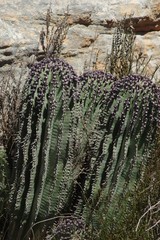 Euphorbia polygona