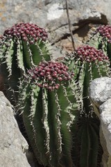 Euphorbia polygona