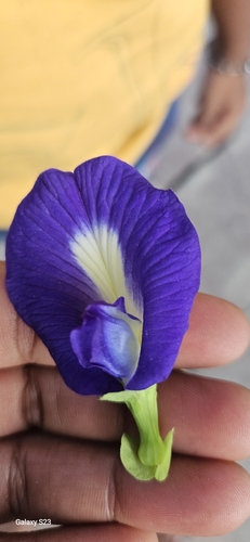 Blue Pea