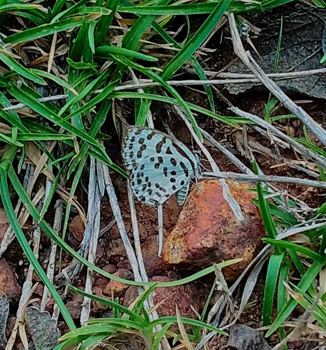 Common Pierrot