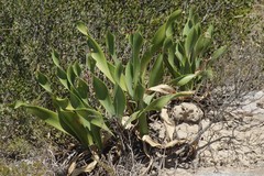 Cyrtanthus obliquus
