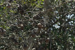 Diospyros dichrophylla