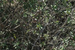 Diospyros dichrophylla