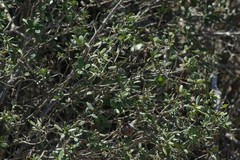 Diospyros dichrophylla