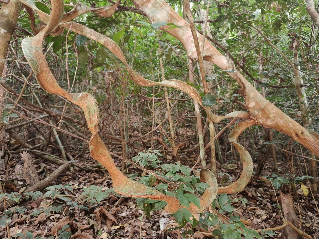 Millettia puguensis