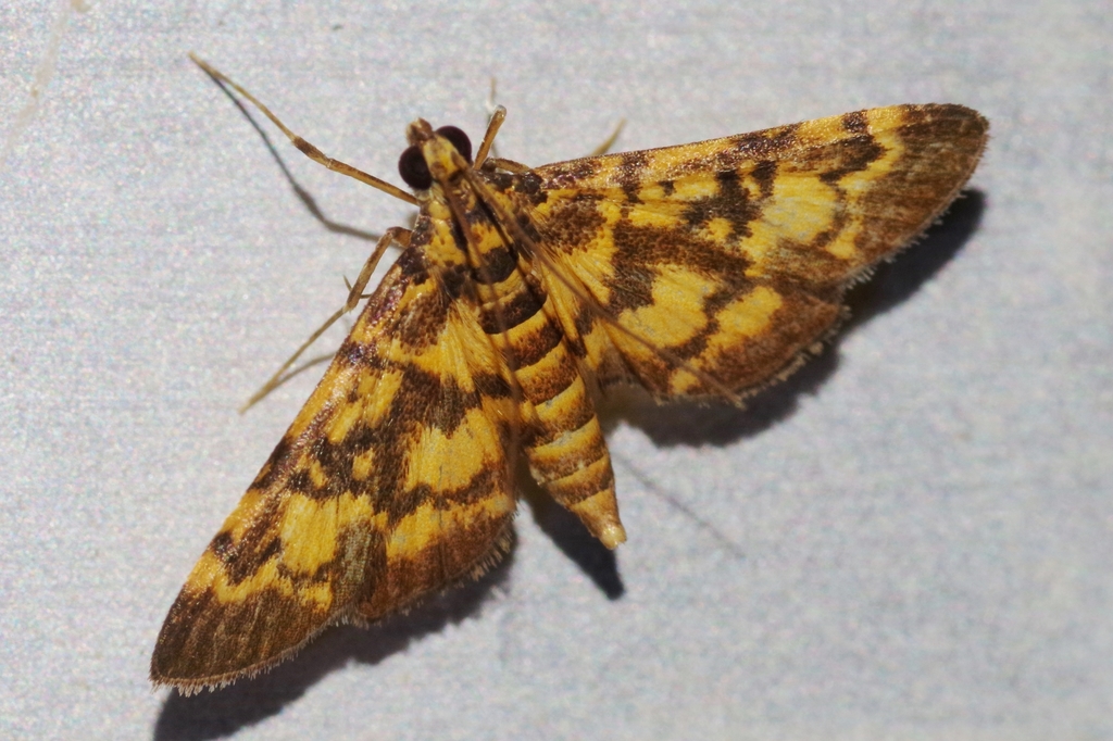 Tatobotys aurantialis