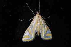 Eoophyla conjunctalis