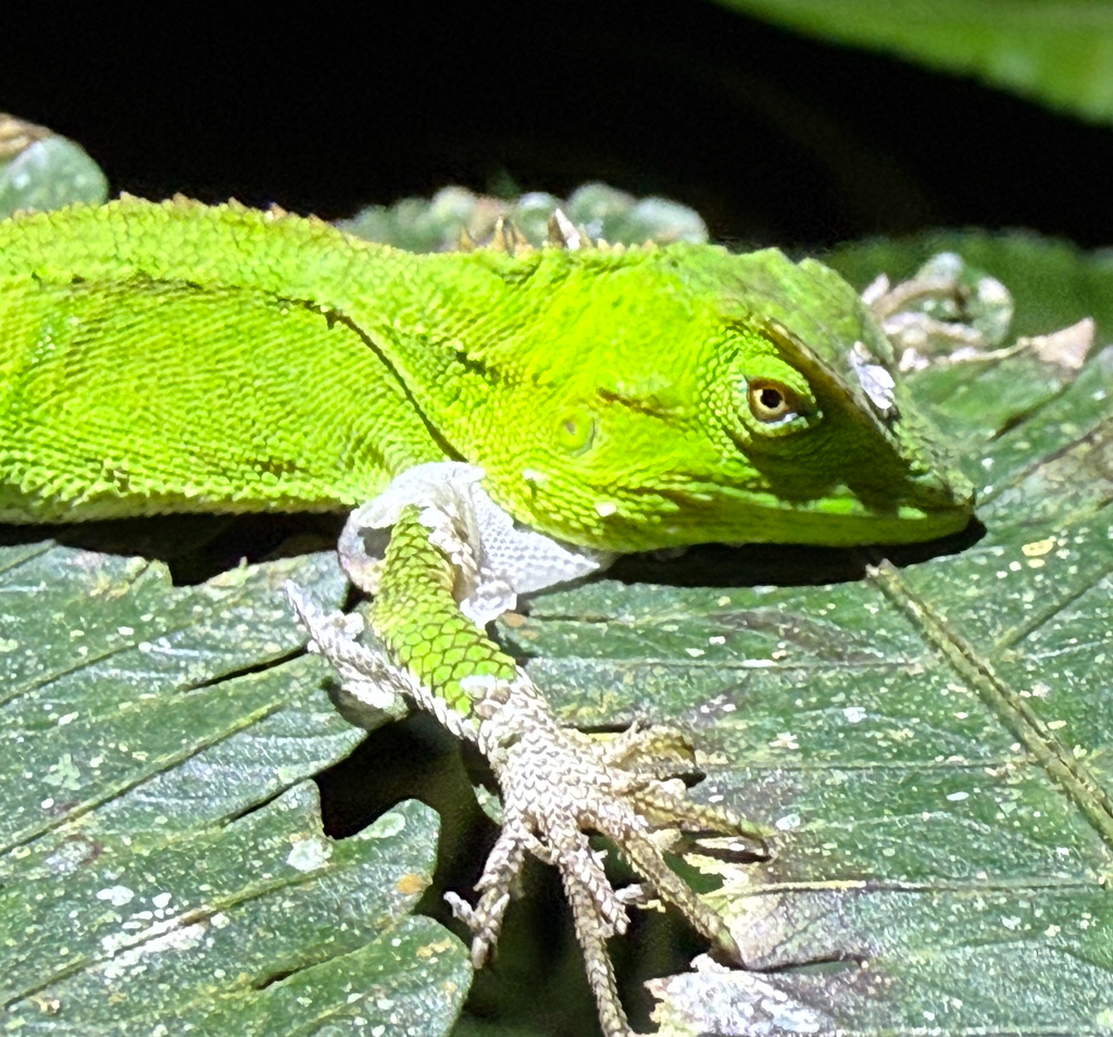 Boulenger's Tree Agama (Dendragama boulengeri)