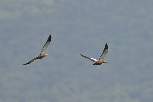 Ruddy Shelduck