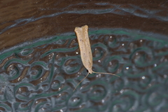 Mesophleps albilinella