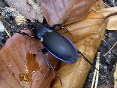 Carabus purpurascens
