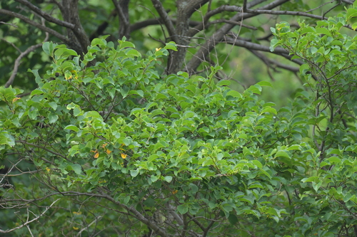 large-fruited elm