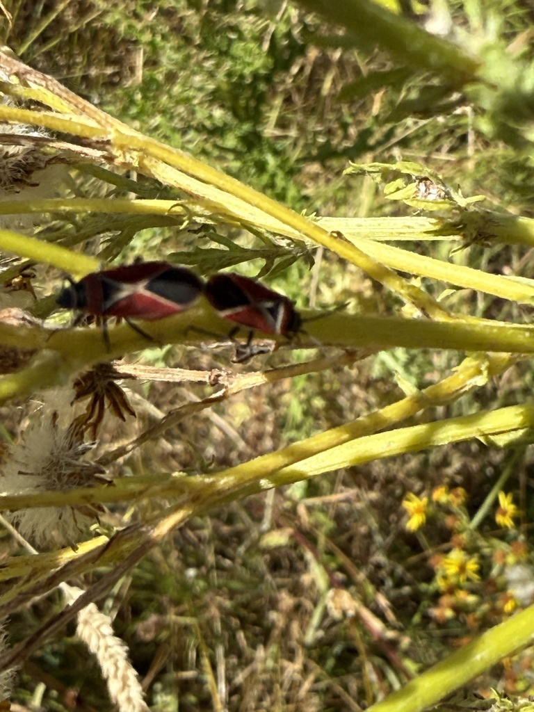 White-crossed Seed Bug from Warren G. Magnuson Park, Seattle, WA, US on ...