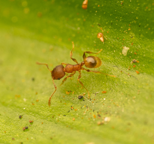 Navigating Big-headed Ant