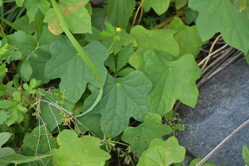 asian moonseed