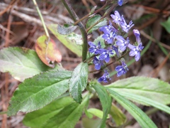 Lobelia reverchonii