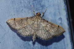 Omiodes decisalis