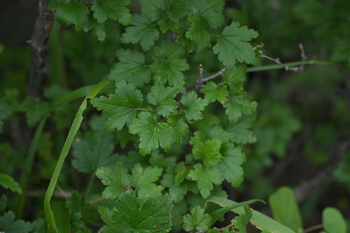 Ribes burejense