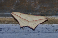 Timandra convectaria