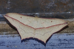 Timandra convectaria