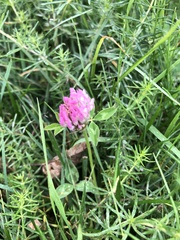 Trifolium pratense