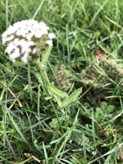 Achillea millefolium