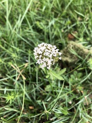 Achillea millefolium