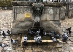 Columba livia domestica
