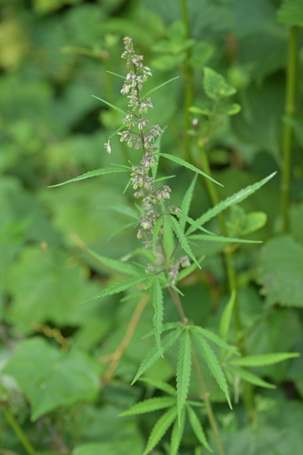 Cannabis