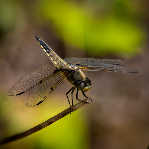 Four-spotted chaser