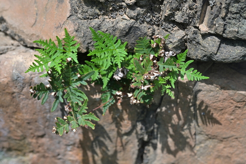 Silver cloak fern