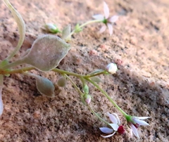 Crassula dentata