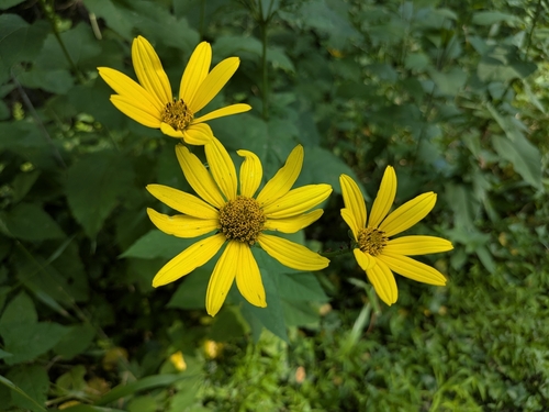 Thin-leaf sunflower