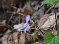 Viola vaginata