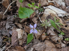 Viola vaginata