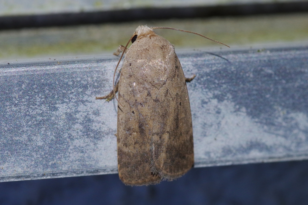 Athetis placida