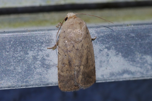 Athetis placida