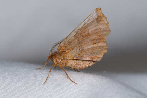 Early Thorn