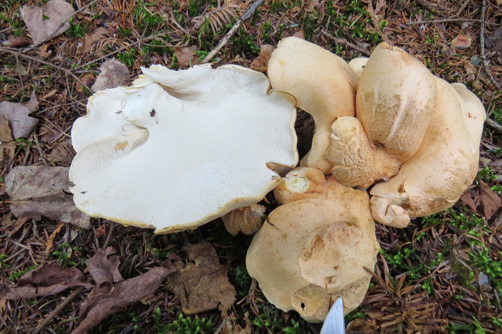 Albatrellopsis
