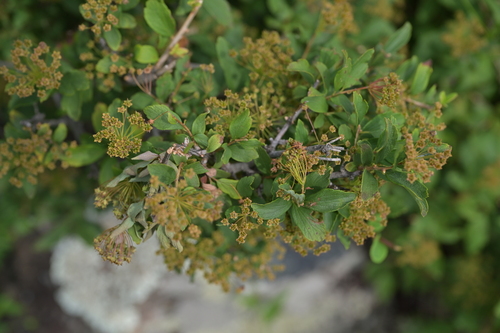 Spiraea ouensanensis