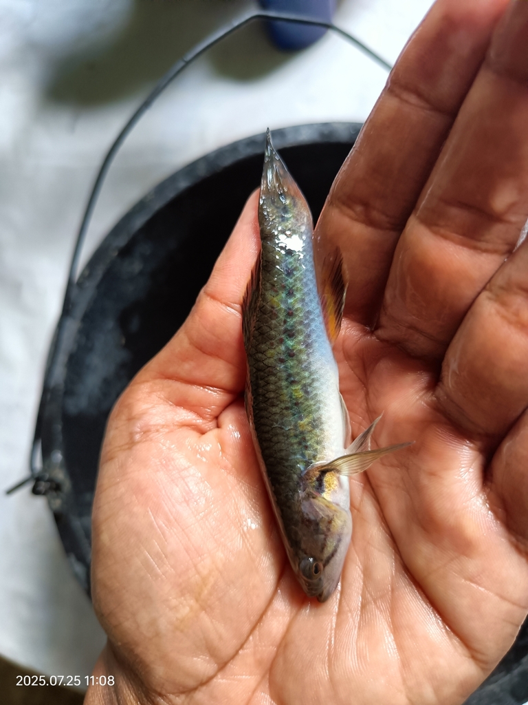 Snakehead Sleeper (Giuris margaritacea)