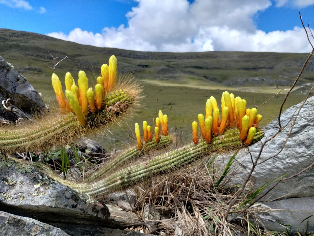 Cipocereus pleurocarpus